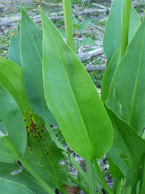 Alisma plantago-aquatica